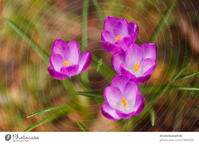 Krokusse Umwelt Natur Landschaft Pflanze Erde Frühling Schönes Wetter Blume Blatt Blüte Garten Park Wiese Blühend schön Wärme violett Vergänglichkeit