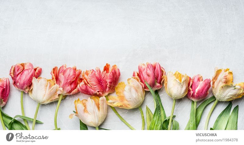 Schöne Tulpen mit Wassertropfen Stil Design Feste & Feiern Muttertag Ostern Natur Pflanze Frühling Blume Dekoration & Verzierung Blumenstrauß Blühend Liebe rosa