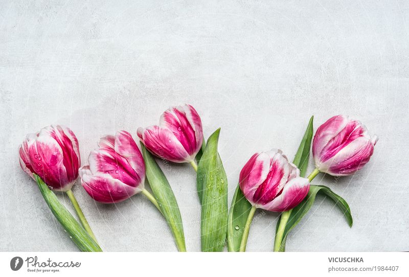 Schöne rosa weiße Tulpen Stil Design Feste & Feiern Valentinstag Muttertag Geburtstag Pflanze Frühling Blume Garten Dekoration & Verzierung Blumenstrauß Blühend