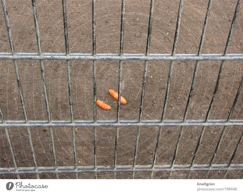 Käfigmöhren Lebensmittel Gemüse Möhre Ernährung Bioprodukte Fasten Zaun Gitter Metall braun silber Kontrolle Sicherheit orange gefangen hinter Gittern 2