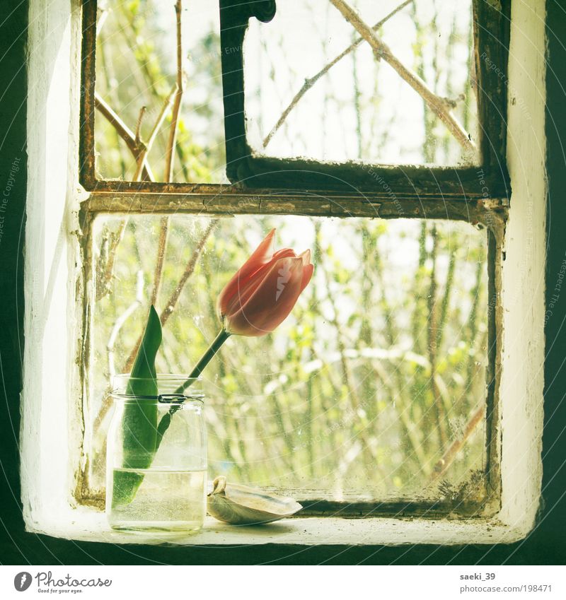 tulipa Haus Natur Pflanze Frühling Tulpe Blüte Duft einfach Freundlichkeit frisch gut positiv Stimmung Glück Frühlingsgefühle Romantik schön träumen Farbfoto