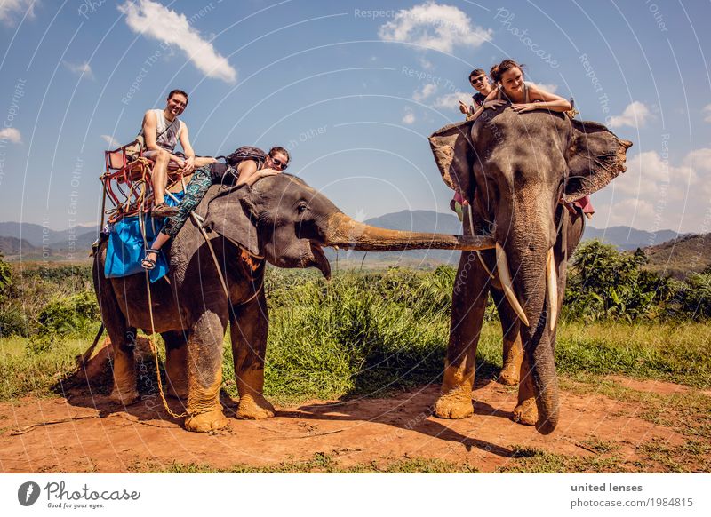 FF# Buddytag Tier Abenteuer Elefant 2 Außenaufnahme Freude Fernweh Expedition Ferien & Urlaub & Reisen Urlaubsfoto Urlaubsstimmung Urlaubsort Urlaubsverkehr