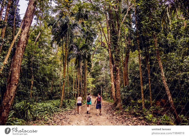 FF# Urwald Umwelt Natur Klima Klimawandel Garten ästhetisch Urwald Baumweg Idylle unberührt wandern Thailand Wege & Pfade entdecken Abenteuer Wald Farbfoto