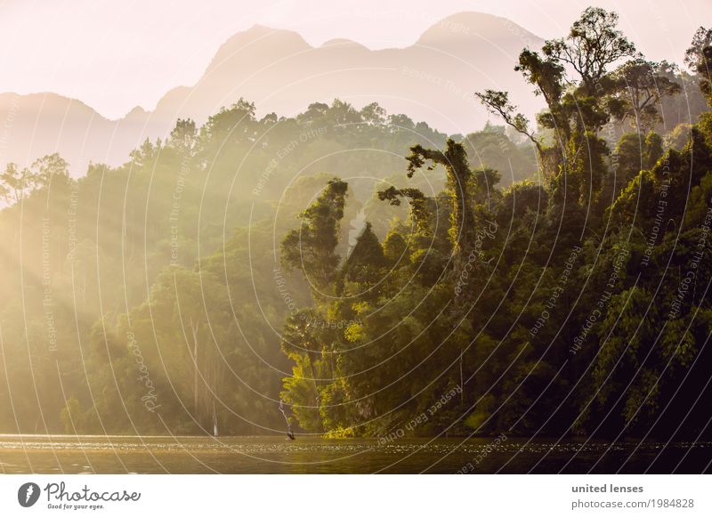 FF# Morgen im Paradies Umwelt Natur Klima Klimawandel Wetter Schönes Wetter Garten ästhetisch Urwald Wald Küste Amazonas Thailand grün Licht Idylle Baum