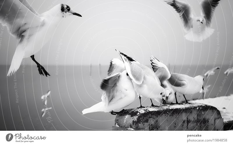 die schlacht ums kalte büffet Urelemente Wasser Seeufer Tiergruppe fliegen Fressen Bodensee Möwe durcheinander kämpfen Konflikt & Streit Neid Überlebenskampf