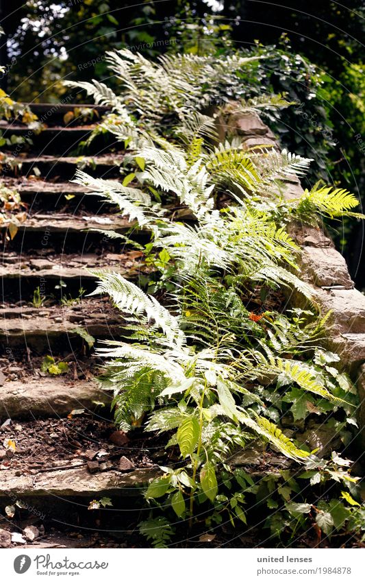 AK# Farn II Umwelt Natur Garten Park ästhetisch Echte Farne Farnblatt grün Treppe Treppenabsatz bewachsen Ruine schäbig Wegrand Farbfoto Gedeckte Farben