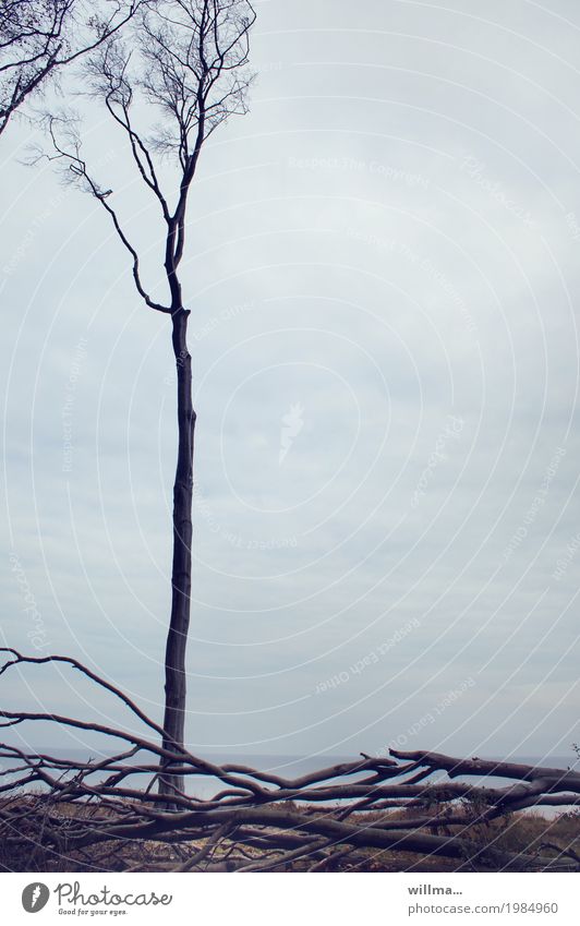 Der Aufrechte und die Gestrauchelten Baum Buche kahl Totholz Küste Seeufer Ostsee Gespensterwald Nienhagen Naturschutzgebiet Schwäche Kraft Überleben standhaft