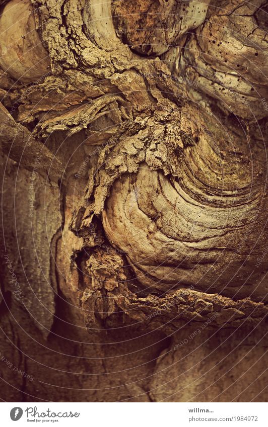 schichtwechsel Baumrinde cortex Baumstamm alt braun Holz Auswechseln Natur Verfall Farbfoto Außenaufnahme Strukturen & Formen