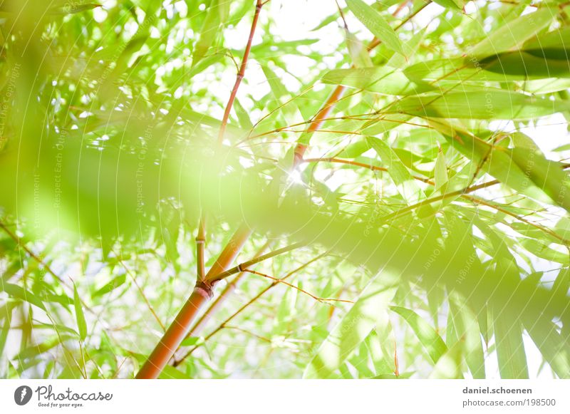 Bambusfrühling Umwelt Natur Tier Sonne Sonnenlicht Frühling Sommer Schönes Wetter Pflanze Sträucher Grünpflanze Park hell grün weiß Licht Sonnenstrahlen