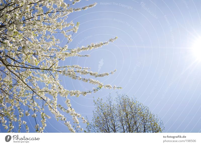 Sonnenfühler Natur Pflanze Luft Himmel Wolkenloser Himmel Sonnenlicht Frühling Schönes Wetter Baum Blüte Blühend Blütenknospen Ast Park Wachstum Fröhlichkeit