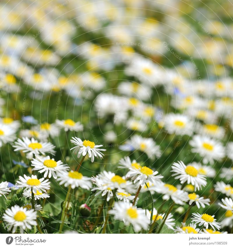 ein tänzchen mit daisy Schönes Wetter Pflanze Blume Blüte Gänseblümchen Korbblütengewächs Garten Park Wiese Lächeln Wachstum Freundlichkeit Fröhlichkeit frisch