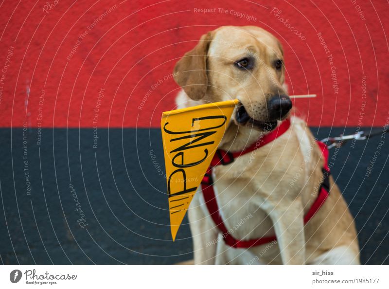 HH17 Fähnchentour - Der Knaller Hund Zeichen Schriftzeichen Schilder & Markierungen Hinweisschild Warnschild tragen warten gefräßig Farbfoto Wegsehen