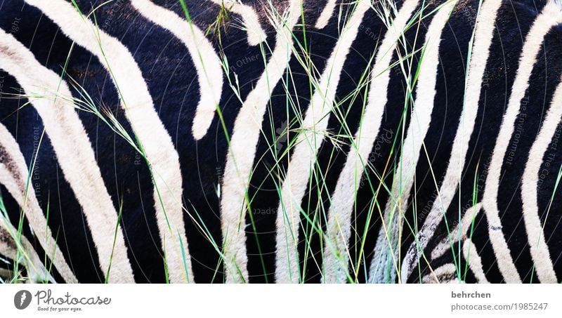 längsstreifen machen schlank! Ferien & Urlaub & Reisen Tourismus Ausflug Abenteuer Ferne Freiheit Safari Südafrika Wildtier Fell Zebra 1 Tier außergewöhnlich