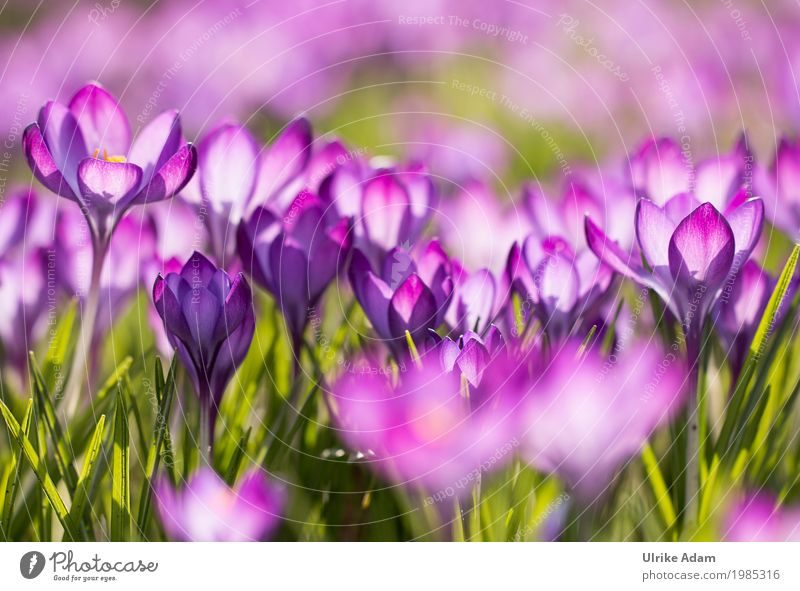 Lila Krokusse (Crocus) - Licht durchflutet Design Dekoration & Verzierung Tapete Bild Postkarte Muttertag Ostern Natur Pflanze Sonnenlicht Frühling Blume Blüte