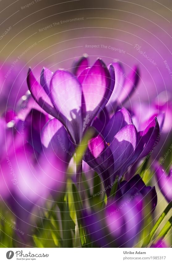 Lila Krokusse (Crocus) elegant Stil Dekoration & Verzierung Tapete Bild Postkarte Ostern Natur Pflanze Sonnenlicht Frühling Schönes Wetter Blume Blüte