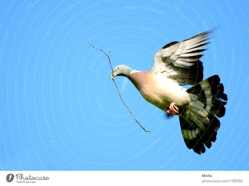 Peace! Umwelt Natur Tier Luft Himmel Wolkenloser Himmel Wildtier Vogel Taube Ringeltaube 1 Zeichen Friedenstaube fliegen tragen frei Unendlichkeit natürlich