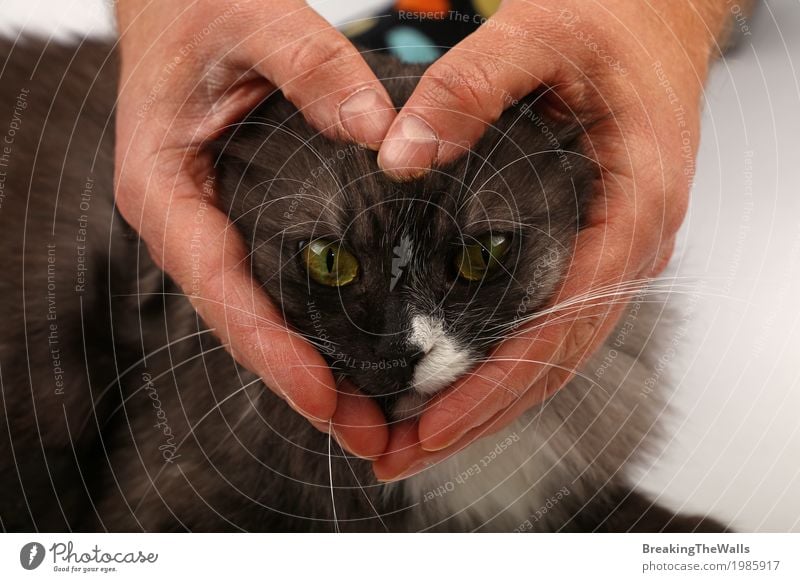 Herzförmige Mannhände, die Katzengesicht halten Erwachsene Hand Haustier Liebe Freundlichkeit Wärme weich Gefühle Freude Freundschaft Leben herzförmig Hauskatze