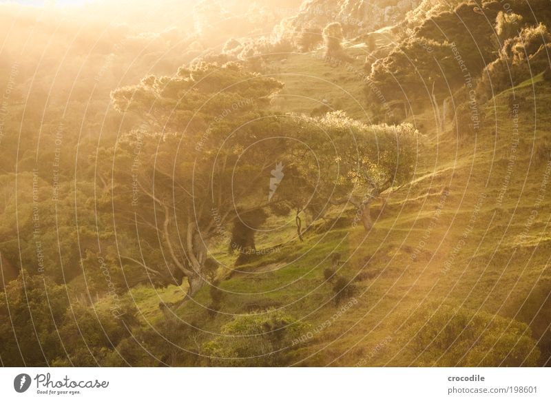 new Zealand XXXII jetzt auch in Farbe :D Umwelt Natur Landschaft Sonne Sonnenlicht Schönes Wetter Pflanze Baum Gras Sträucher Moos Wald Hügel Felsen
