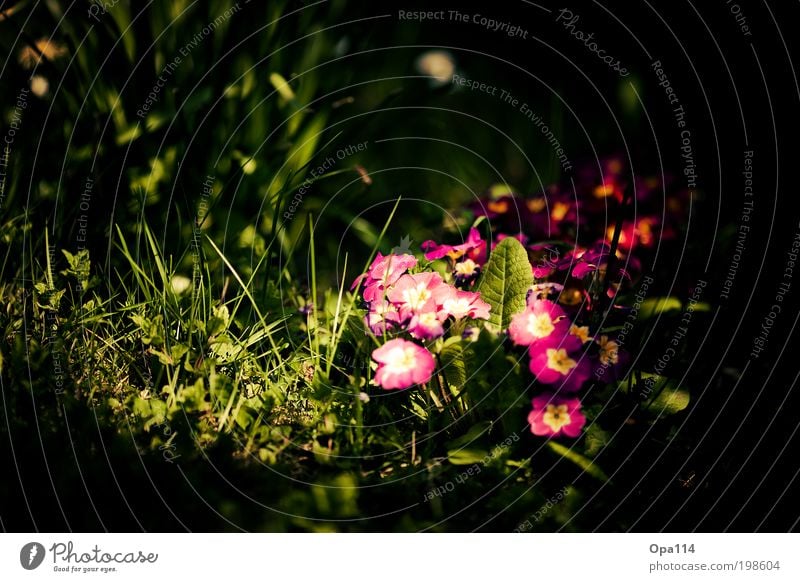 Alice im Wunderland Umwelt Natur Landschaft Pflanze Tier Erde Sonnenlicht Frühling Sommer Schönes Wetter Blume Gras Sträucher Moos Blüte Grünpflanze Nutzpflanze