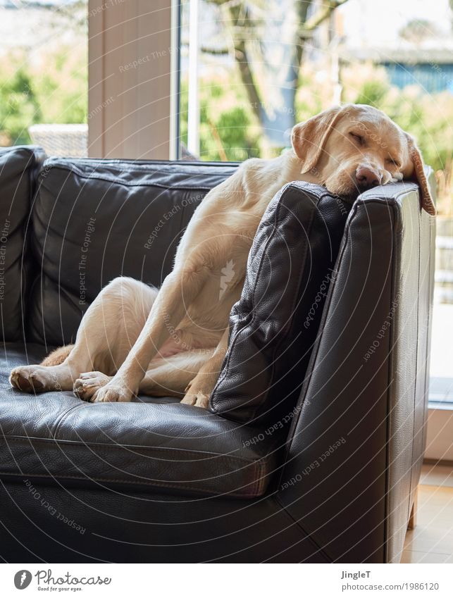 Ruhezone Tier Haustier Hund Labrador 1 schlafen kuschlig blau braun gelb gold grün schwarz weiß Gelassenheit Erholung Farbfoto Innenaufnahme Menschenleer