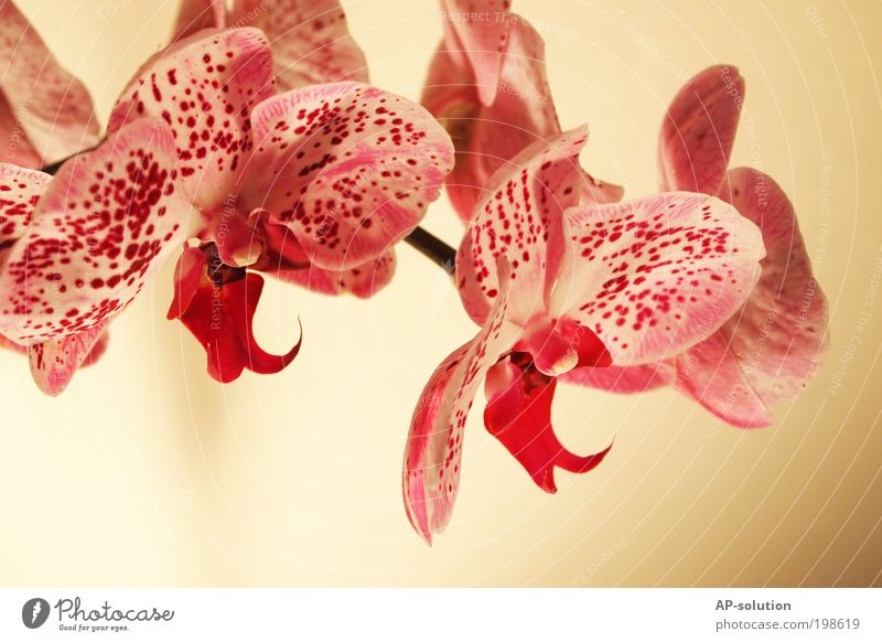Orchidee *1 schön Kosmetik Wellness Duft Spa Wohnung Dekoration & Verzierung Valentinstag Muttertag Pflanze Blume Blüte Topfpflanze exotisch Blühend träumen