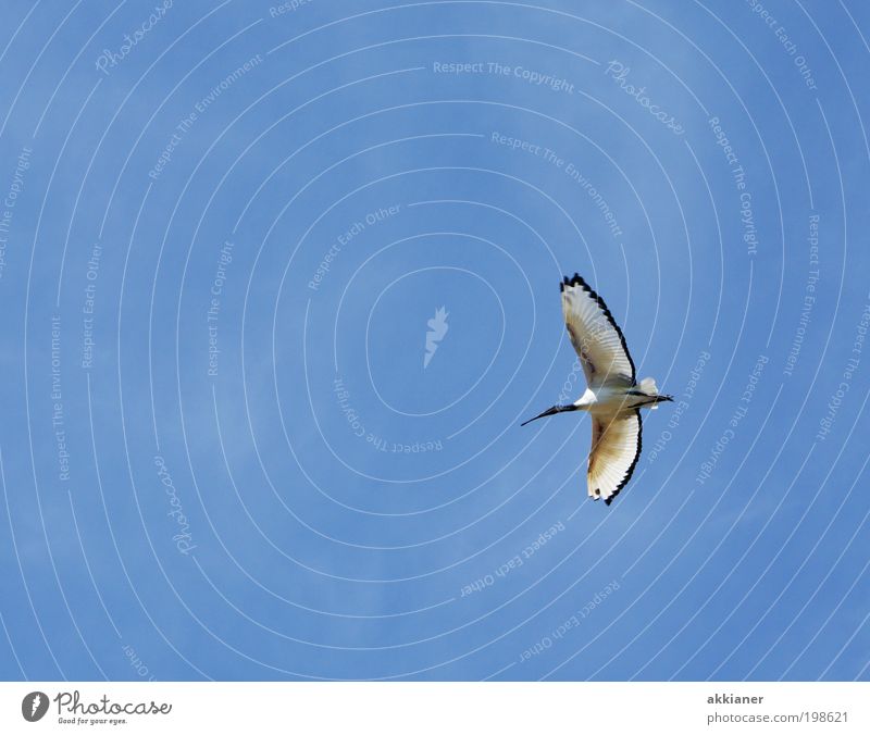 Auf nach Ibis(za) Umwelt Natur Tier Urelemente Luft Himmel Wolkenloser Himmel Sommer Klima Wetter Schönes Wetter Wärme Wildtier Vogel Flügel 1 hell blau schwarz