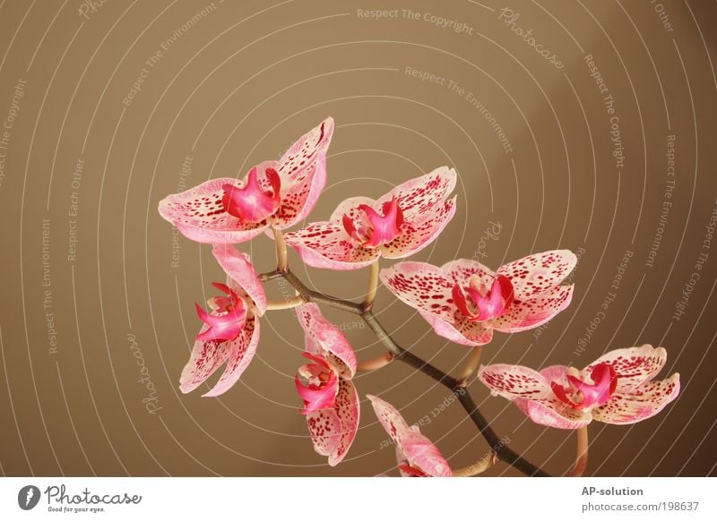 Orchidee *2 exotisch schön Kosmetik Wellness harmonisch Wohlgefühl Erholung ruhig Duft Spa Valentinstag Muttertag Pflanze Blume Blüte Topfpflanze Blühend