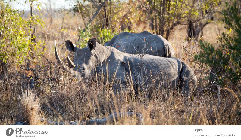 Naturschutzgebiet und wildes Nashorn Körper Haut Tourismus Safari Zoo Pflanze Tier Baum Gras Park groß stark grau schwarz weiß Tod gefährlich Afrika national