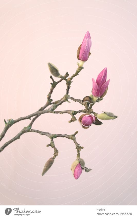 rosa Knopse einer Magnolie am Zweig vor rosa Hintergrund Magnolienblüte Blüte Magnoliengewächse Trauer harmonisch Baum Sträucher Blütenknospen Blühend schön