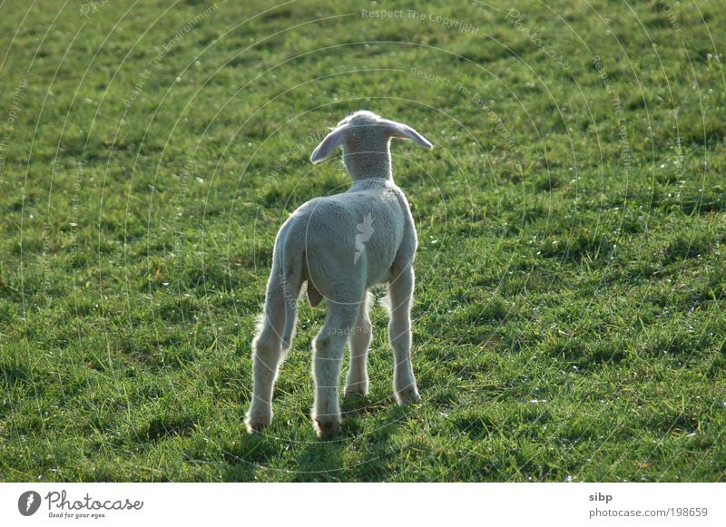 Mamasucher Frühling Wiese Tier Nutztier Schaf Lamm Lämmchen 1 Tierjunges Angst Suche suchend Trennung Einsamkeit hilflos Hilfsbedürftig Farbfoto Außenaufnahme