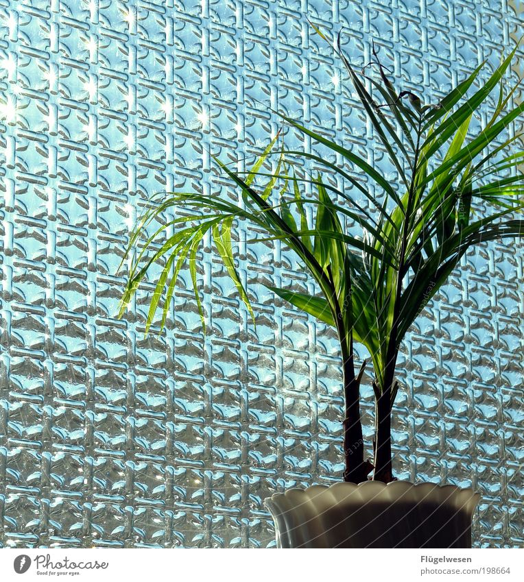 Sonnenanbeter Sonnenlicht Schönes Wetter Pflanze Grünpflanze Topfpflanze einfach Fenster Fensterscheibe Fensterplatz Fensterdekoration Blumentopf Farbfoto