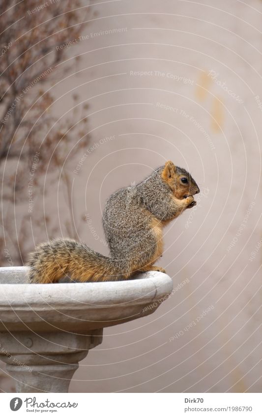 Eichhörnchen-Studie I: Fressen ... Umwelt Tier Frühling Garten Park Boulder Colorado USA Stadtrand Mauer Wand Vase Ziervase Blumenschale Dekoration & Verzierung