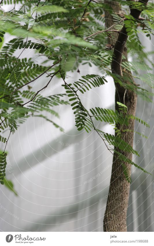 zartes grün [LUsertreffen 04|10] Natur Pflanze Baum Blatt Grünpflanze Wildpflanze Garten ästhetisch elegant exotisch weiß Baumstamm Ast Mimose Mimosenzweig