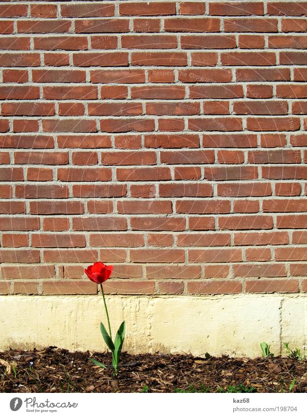 allein allein Natur Pflanze Frühling Schönes Wetter Blume Tulpe Blüte Grünpflanze Garten Park Haus Kirche Dom Bauwerk Gebäude Mauer Wand Backstein Blühend Duft