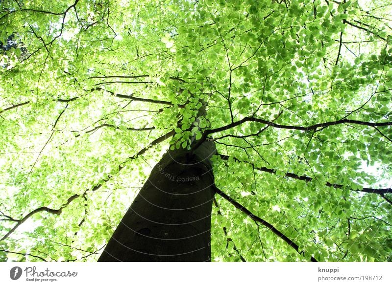 Grünes Blätterdach Ausflug Freiheit Sommer Sommerurlaub Sonne Natur Joggen Erneuerbare Energie Umwelt Pflanze Himmel Frühling Schönes Wetter Baum Wildpflanze