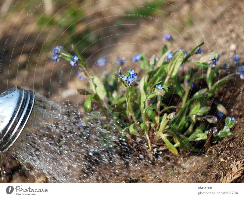 Gartenarbeit die Zweite Erde Wasser Pflanze Blüte Vergißmeinnicht Duschkopf Metall Arbeit & Erwerbstätigkeit Blühend Wachstum nass schön blau braun grün