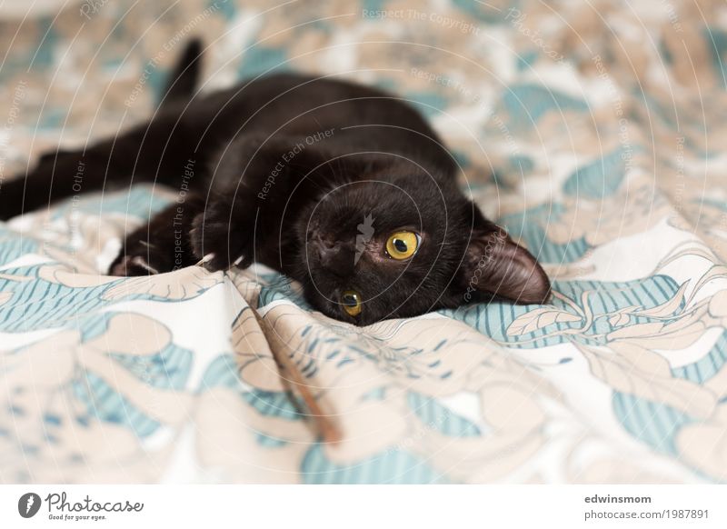 Fellnase Flo Spielen Schlafzimmer Tier Haustier Katze 1 Tierjunges beobachten Bewegung liegen Blick klein feminin wild weich schwarz Begeisterung Tierliebe
