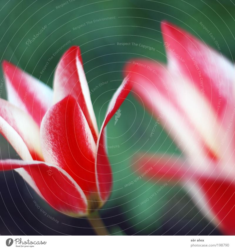 Tulpen rot-weiß Natur Pflanze Frühling Blume Blüte Tulpenblüte Duft schön grün Frühlingsboten rot-weiß-rot Farbenwelt frisch Farbfoto mehrfarbig Außenaufnahme