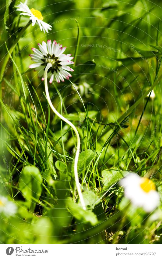 Verwachsen Umwelt Natur Pflanze Erde Sonne Frühling Sommer Schönes Wetter Wärme Blume Gras Blüte Grünpflanze Gänseblümchen Korbblütengewächs Blütenblatt Stengel