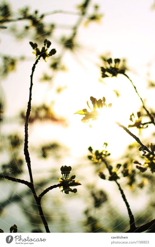 zartgefühl. Umwelt Natur Pflanze Tier Luft Himmel Sonnenaufgang Sonnenuntergang Sonnenlicht Frühling Wetter Schönes Wetter Baum Grünpflanze Nutzpflanze Park