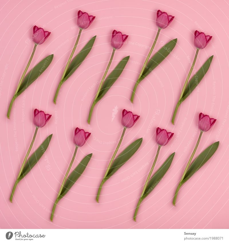 Blumenmuster mit Tulpen auf rosa Papier. Frühling Hintergrund schön Sommer Dekoration & Verzierung Natur Pflanze Blatt Blüte Wachstum frisch natürlich retro