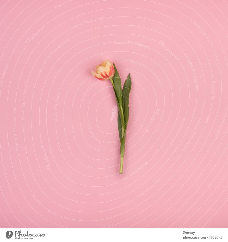 Schöne Tulpe auf rosa Papier, Draufsicht schön Sommer Dekoration & Verzierung Natur Pflanze Blume Blatt Blüte Wachstum frisch natürlich retro gelb rot Romantik