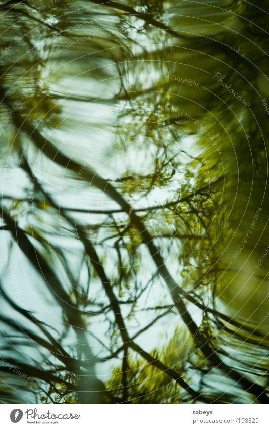 eddy I Natur Pflanze Baum Sträucher Grünpflanze Wald Urwald Wellen Seeufer bizarr geheimnisvoll Zweige u. Äste Wachstum natürlich grün türkis Wasserwirbel Geäst