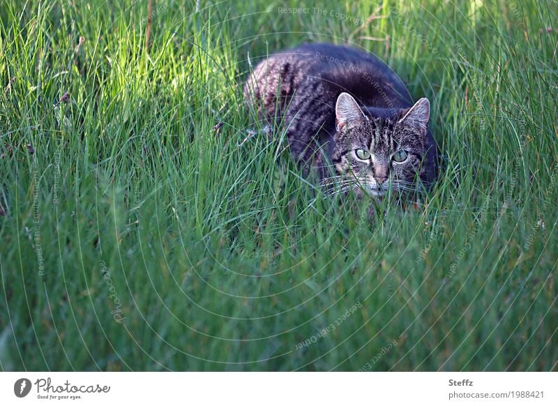 Begegnung mit einer Katze im Gras Hauskatze Haustier graue Katze gewöhnliche Katze Katzenbild Katze am Anstarren Misstrauen alert misstrauisch wachsam