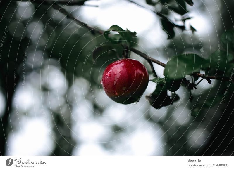 rot lecker Lebensmittel Frucht Apfel Lifestyle elegant Stil Design Freude Freizeit & Hobby Natur Pflanze Schönes Wetter Regen Baum Blatt Wildpflanze Garten Park