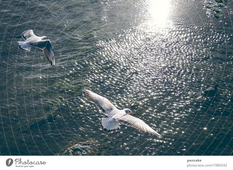 aufwind Natur Landschaft Urelemente Wasser Schönes Wetter See Vogel 2 Tier Freude Glück Fröhlichkeit Begeisterung frei Möwe Möwenvögel Wellen Bodensee