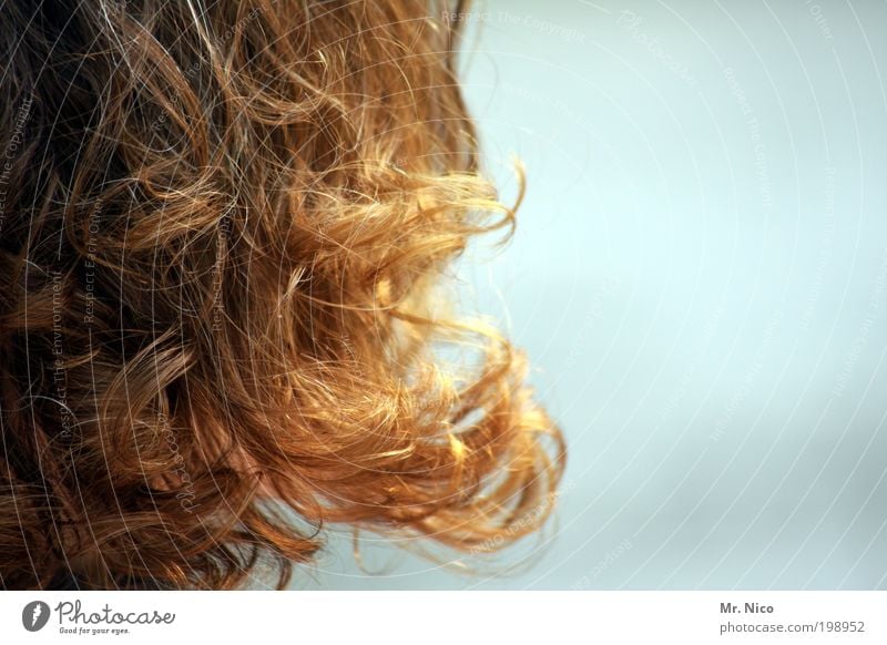 curls Haare & Frisuren rothaarig langhaarig Locken einzigartig lockenkopf Lockenwickler Friseur grauhaarig haarlocke Engel natürlich Duft Haare schneiden