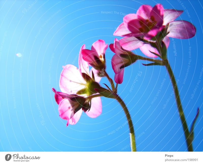 Zarte rosa Blüten vom Steinbrech Natur Pflanze Wolkenloser Himmel Frühling Blume Steinbrechgewächse Garten Blühend leuchten klein blau Frühlingsgefühle