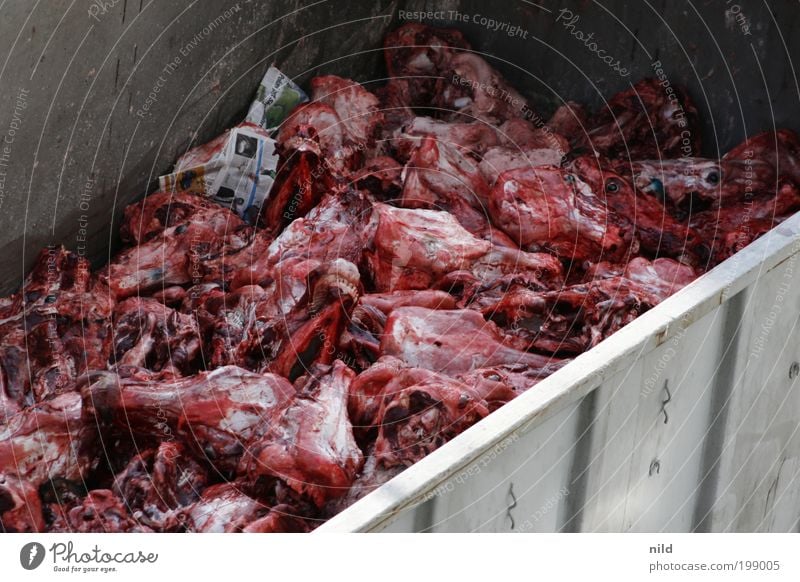 Nix für Vegetarier Lebensmittel Fleisch Ernährung Metzger Schlachthof Tier Nutztier Totes Tier Kuh Tiergruppe Ekel rot Tod Todesangst Reichtum Schlachtung