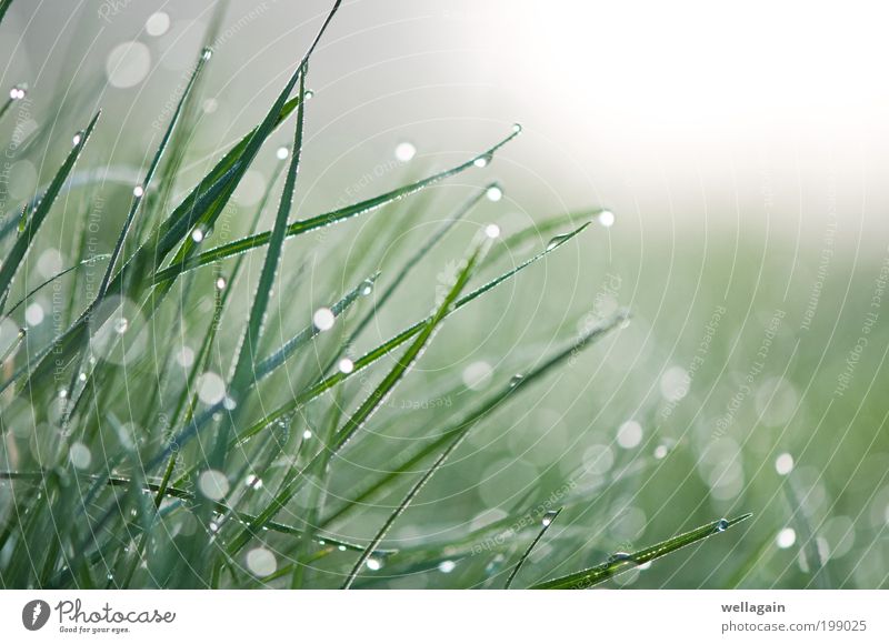 Diamanten Natur Pflanze Wassertropfen Frühling Nebel Gras grün weiß rein Farbfoto Makroaufnahme abstrakt Menschenleer Textfreiraum rechts Textfreiraum oben